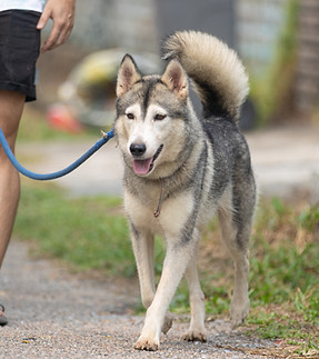 Sulang Pet Shelter 190926 (51 of 66)_edited.jpg