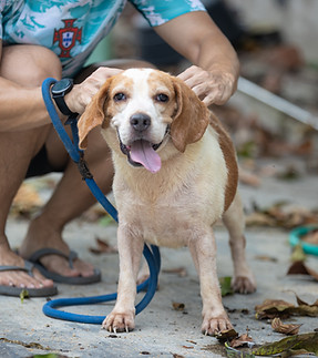 Sulang Pet Shelter 190926 (2 of 66)_edited.jpg