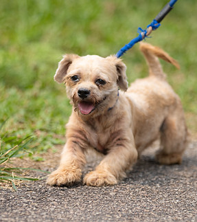 Sulang Pet Shelter 190926 (47 of 66)_edited.jpg