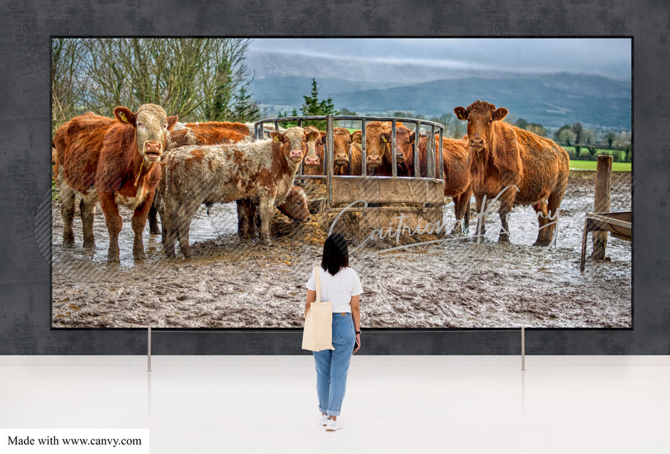 4679LG panoramic inch Cows in Mud CKP(c).jpg