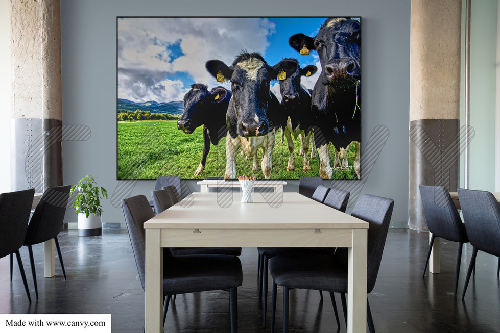 2306LG Fresian Cows in field CKP(C).jpg