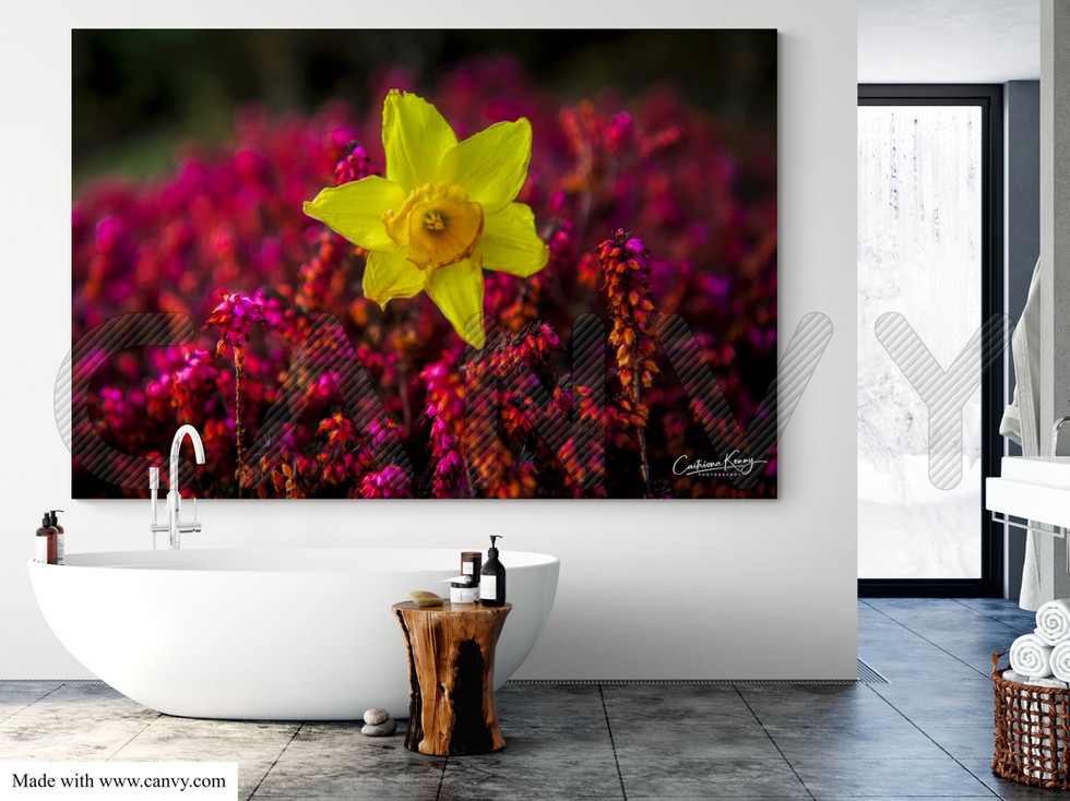 5230 ACRYLIC 84x56 inches Daffodil on Pink CKP(C).jpg