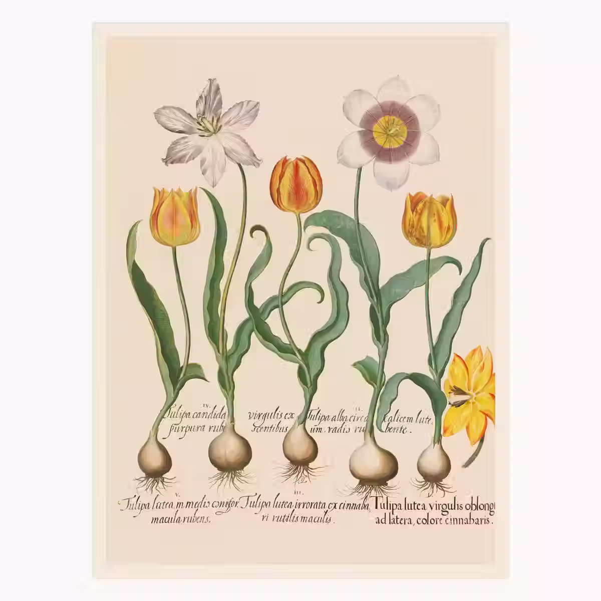 Plagát Tulipa III.