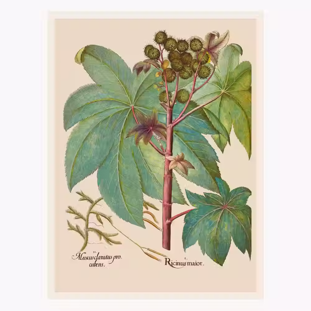 Plagát Ricinus
