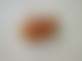 コガネツムタケ/Gymunopilus ombrophilus Miyauch ①