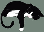 Black and white cat laying down