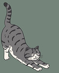 Striped grey cat with but in air