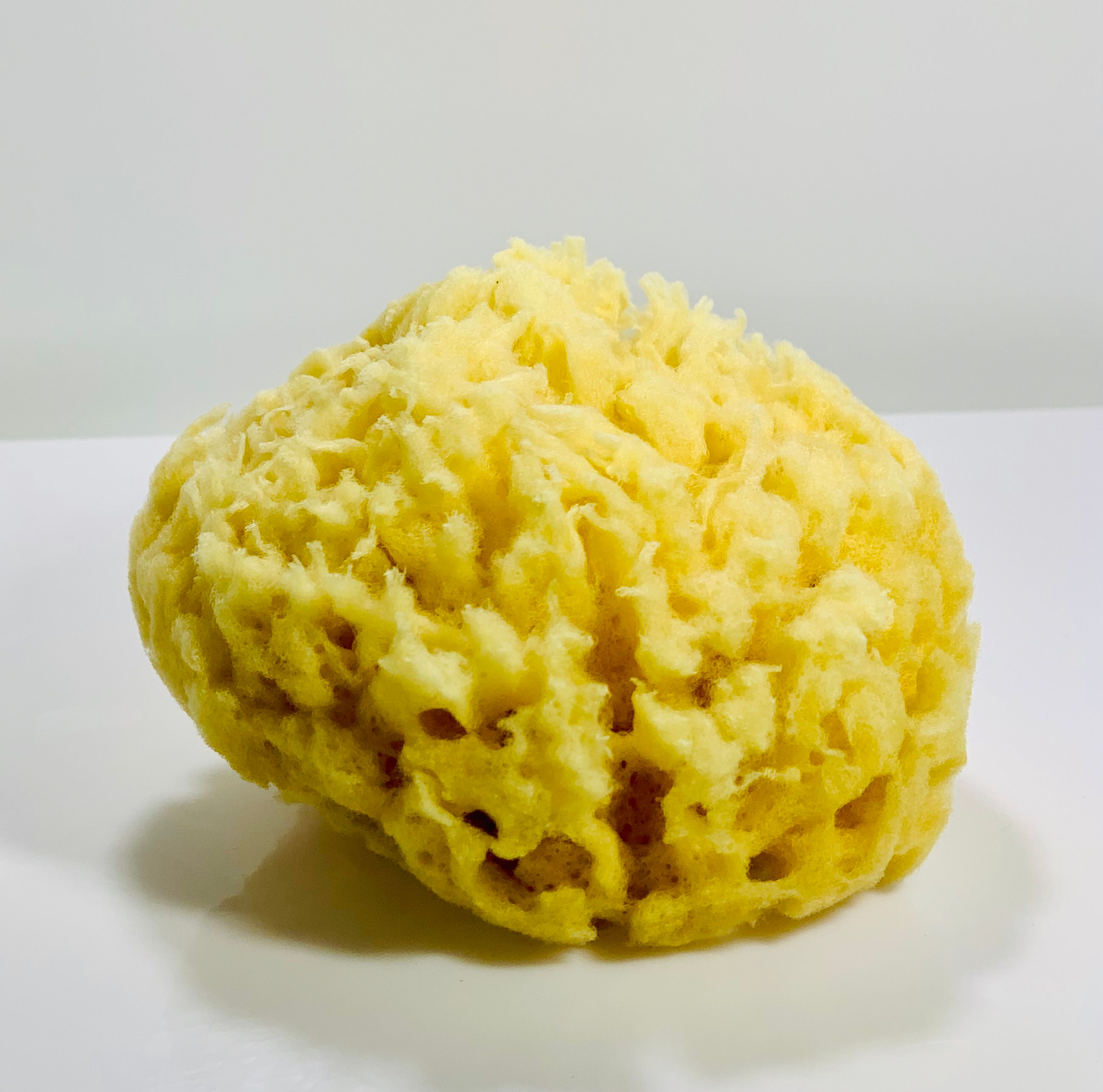 Small Sea Sponge