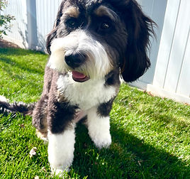 charliebernedoodle.jpeg
