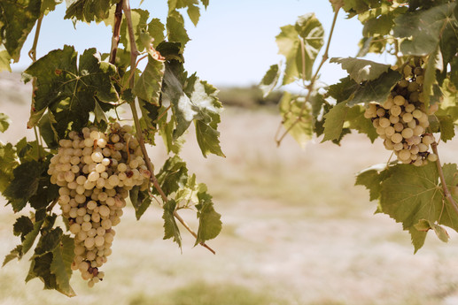 Grapes in the Garden