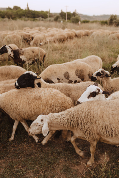 Village Sheep