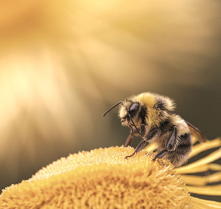 honeybee perching on yellow flower_edite
