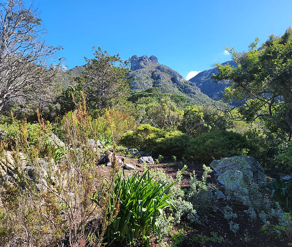 Kirstenbosch.JPG
