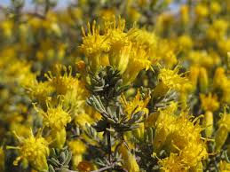 Thumbnail: 100% Karoo INCANA Essential Oil