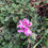 Thumbnail: Rose Geranium