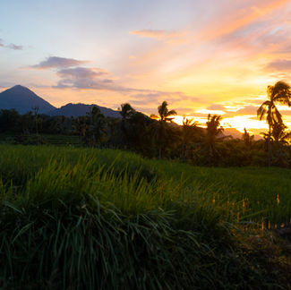 From Jungle to Cup: The Journey of Ceremonial Cacao