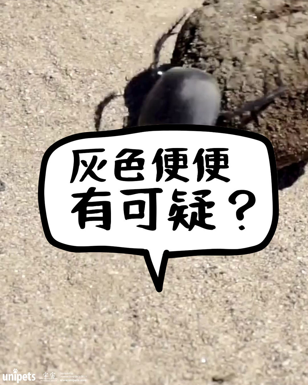 灰色便便有可疑？
