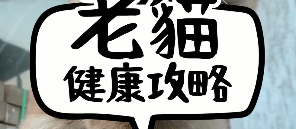 老貓健康攻略