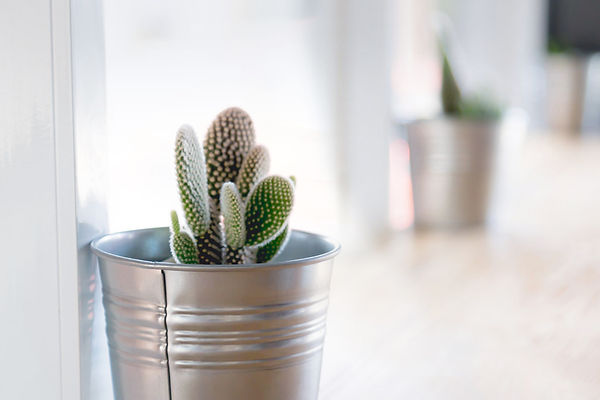 Window Plant