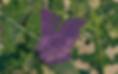 parcel outline regrid.png