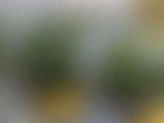 El Papa Alza la Voz: “La Paz Está en Peligro” y el Mundo Contiene el Aliento