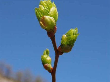 Bourgeons médicinaux utilisés en gemmothérapie – introduction aux macérats artisanaux