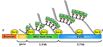 transcription-scheme.png