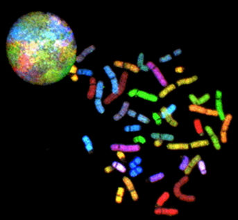 spectral karyotyping.jpg