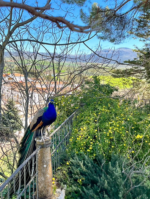 Peacock at La Casa del Rey Moro in Ronda in Málaga province