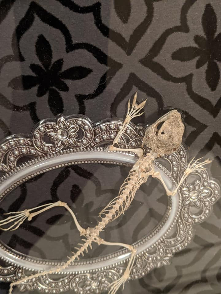 Thumbnail: Gothic Agamas Lizard Skeleton