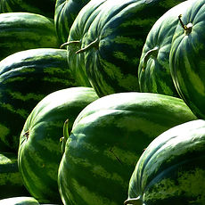 inside-farm watermelons.jpg