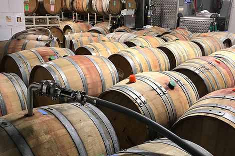 Ginkgo Forest Winery barrel room filled with dozens of oak barrels