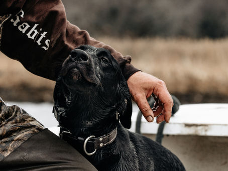 A black dog enjoys a pat from a person in camo gear. The background shows a blurred, grassy landscape, creating a calm, outdoorsy mood.