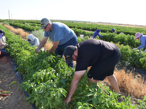 Caleb and Bob Walchli harvest green peppers in a sunny field, bending over rows of plants with an orange bucket nearby.