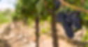 Ginkgo Forest Winery Vineyard in the summer showing purple grapes on the vine