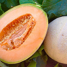 farm-cantaloupe.jpg