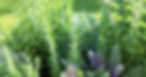 herbs.jpg