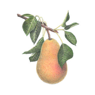 Pear - Colored Pencil Illustration . Packaging