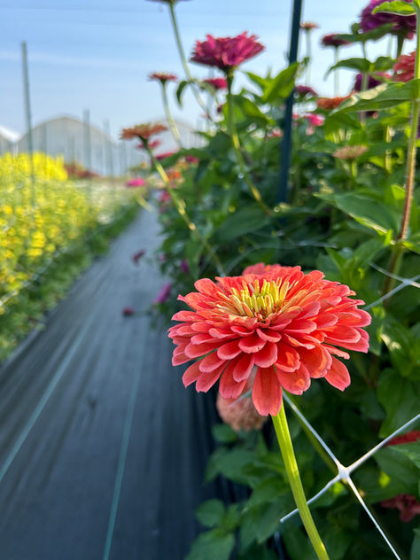 A beautiful flower with orange petals and a yellow middle blooming in the middle of a flower field.