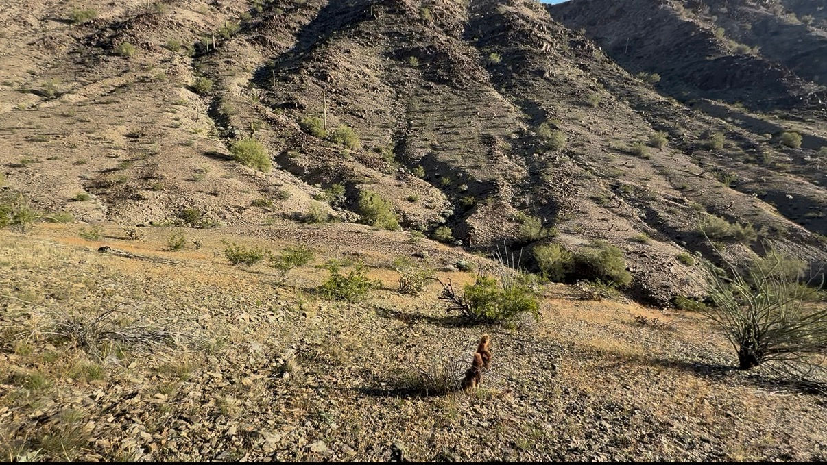 1.0+ Gram Quartzsite Placer Edition Gold Paydirt 2lb Bag