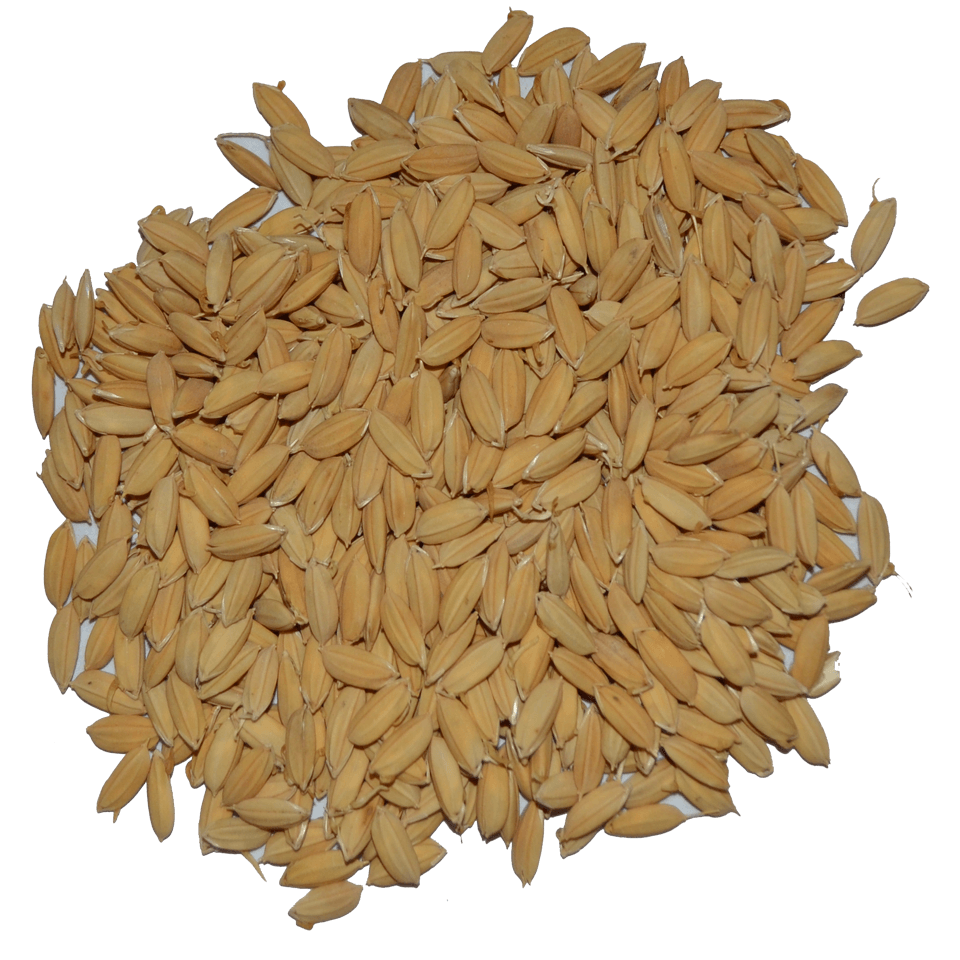 Pale Rice Malt