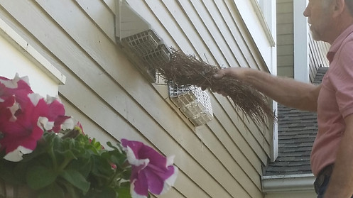 W - 6 Birds LOVE Dryer Vents!.jpg