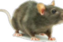 Rodent.png