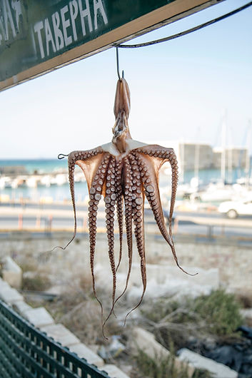 Hanging Octopus
