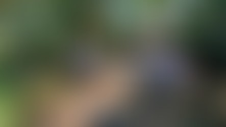 Live From The Living Rainforest - ITV News