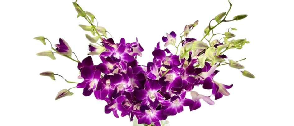 Dendrobium Orchid Arrangement