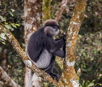 A purple faced langur monkey.