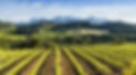 Penedes.jpeg