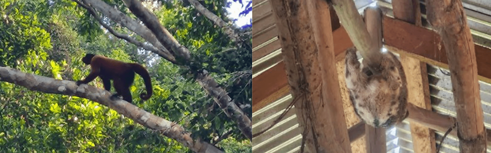 A monkey on the left and a baby sloth in someone’s home on the right