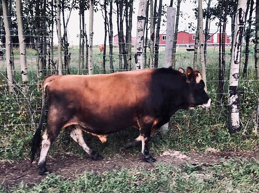 miniature jersey bull walking through pasture